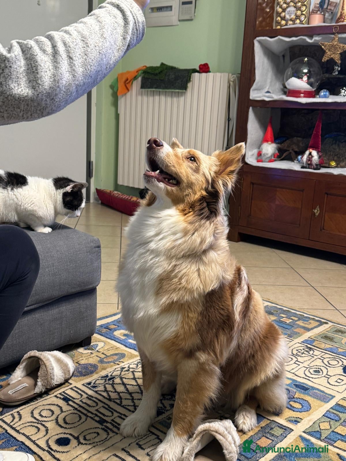 Australian Shepherd cani Cuccioli Australian Shepherd - Annuncio 1