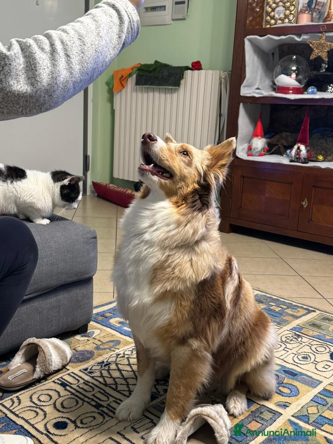 Australian Shepherd cani in vendita: Cuccioli Australian Shepherd - Annuncio 1