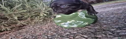 Chihuahua cani in vendita: Cuccioli di chihuahua  a Provincia di Ravenna - Annuncio 4