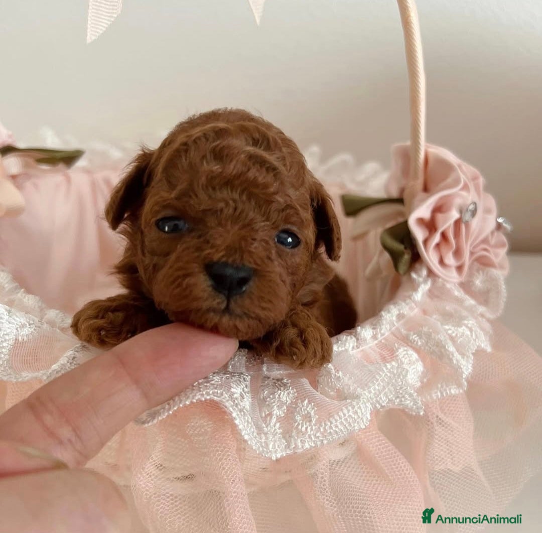 Barboncino cani Barboncini Red Intenso asiatici Mini toy  - Annuncio 1