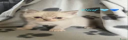Scottish gatti in vendita: Scottish Cuccioli a Provincia di Rovigo - Annuncio 4