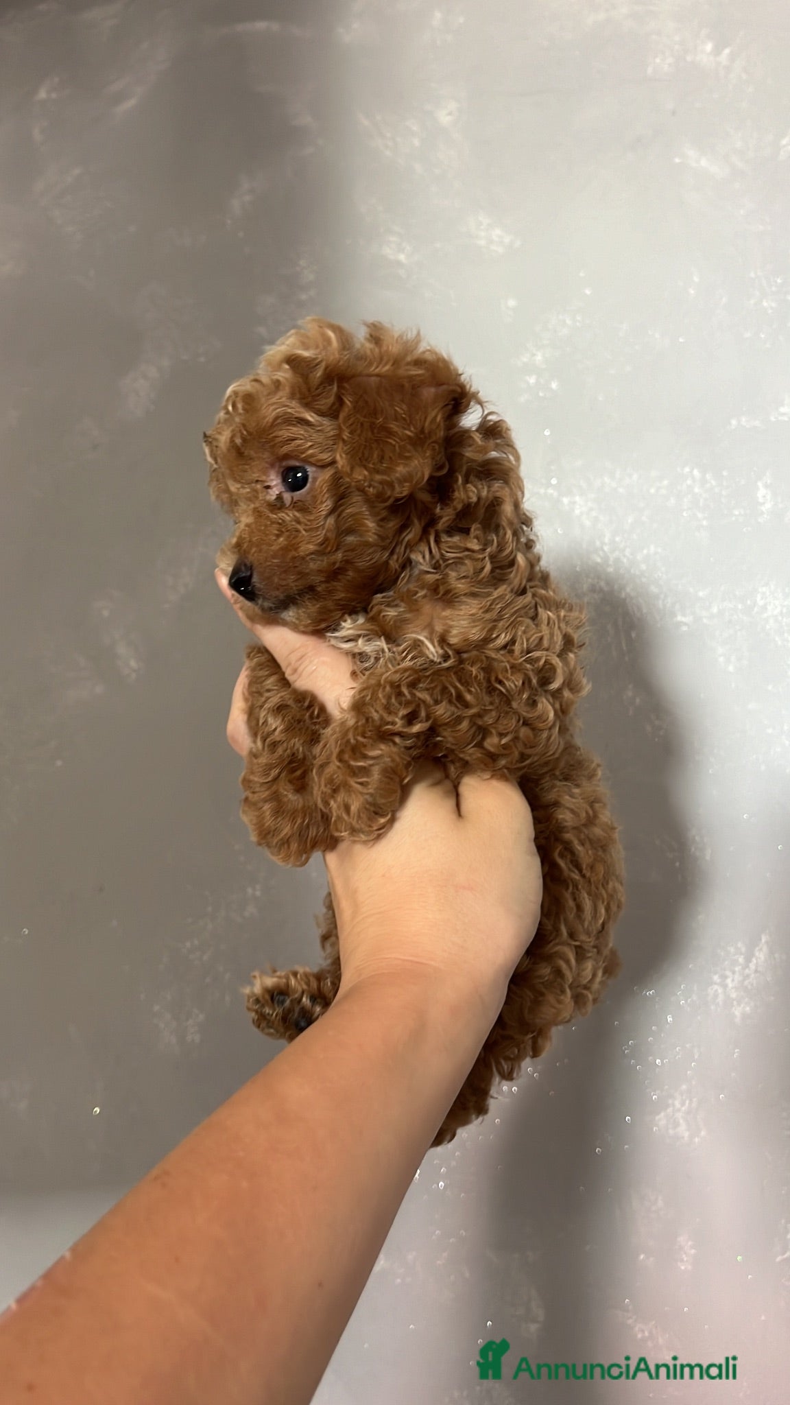 Meticcio cani Barboncino Red brown  - Annuncio 25
