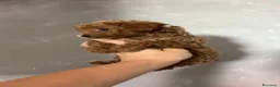 Meticcio cani in vendita: Barboncino Red brown  - Annuncio 1