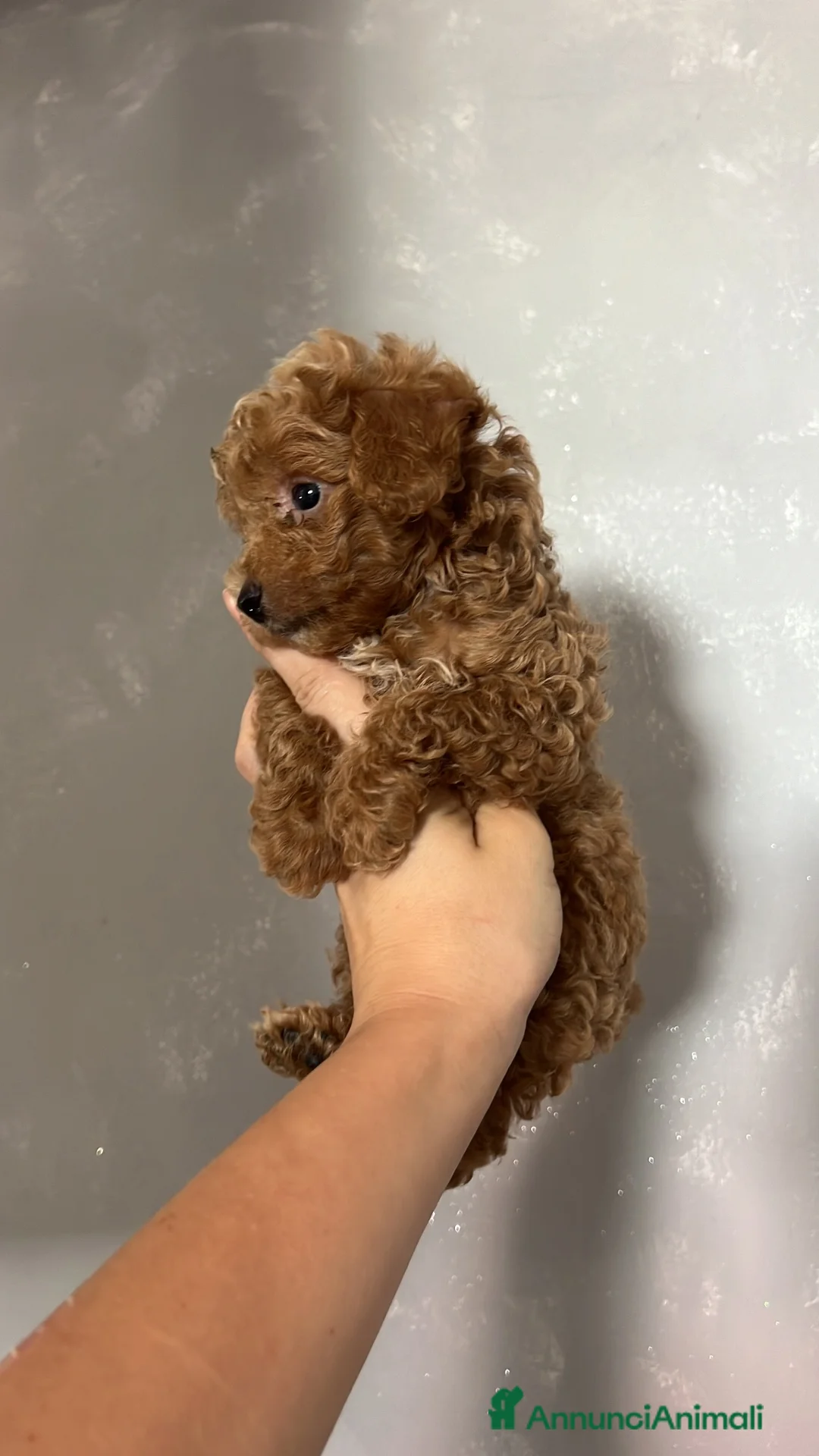 Meticcio cani in vendita: Barboncino Red brown  - Annuncio 1