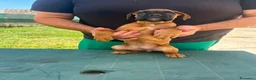 Boxer cani in vendita: Cuccioli di boxer - Annuncio 18