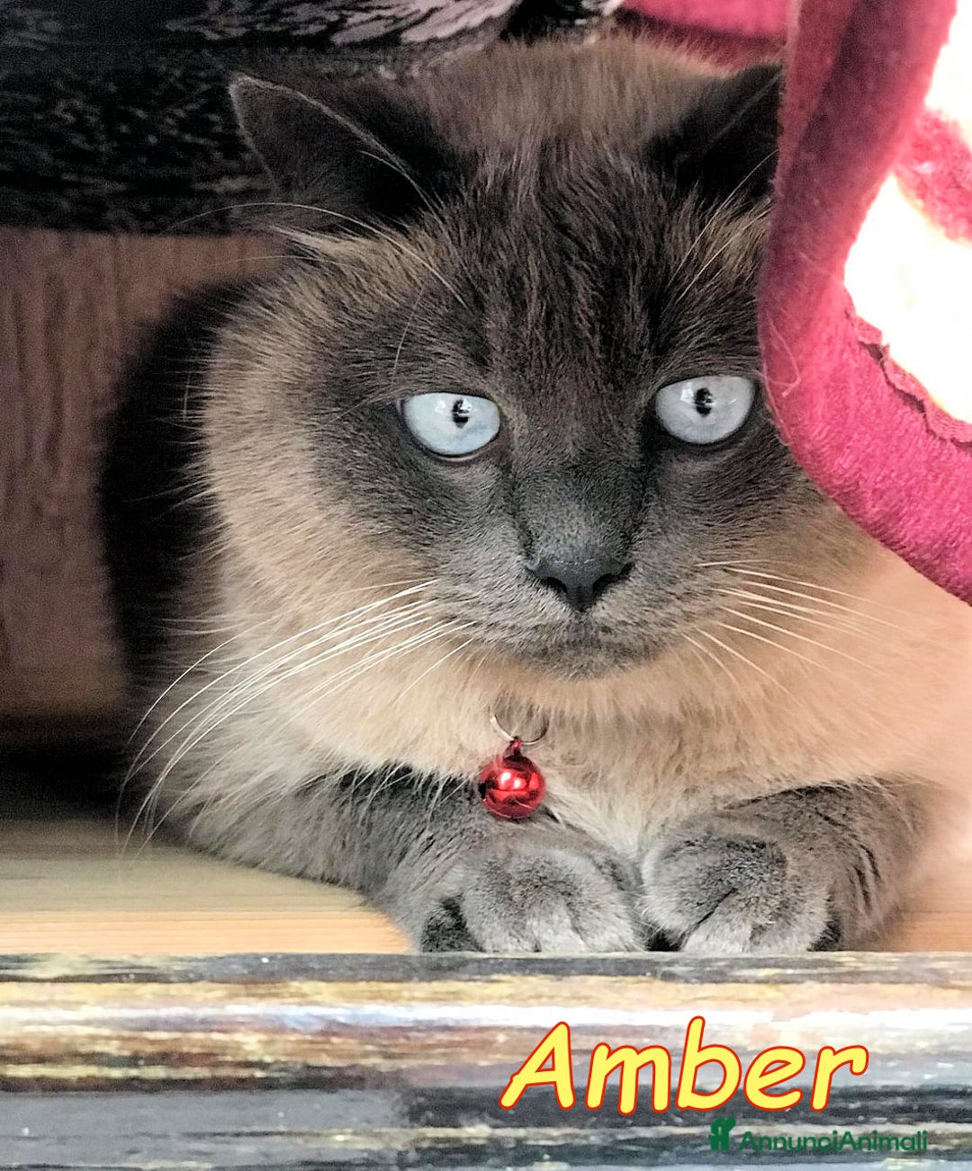 Siamese gatti in regalo: AMBER a Città metropolitana di Roma Capitale - Immagine 2