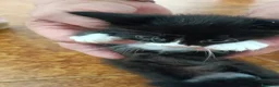 Meticcio gatti in regalo: Regalo bellissimi gattini a Provincia di Vicenza - Annuncio 2