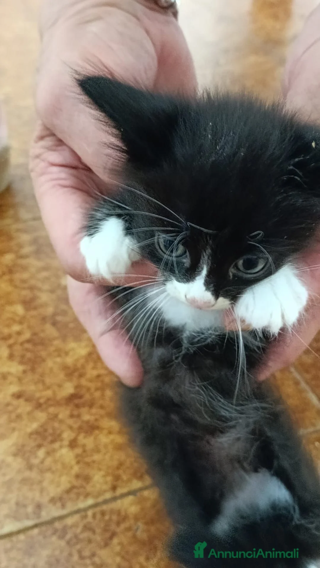 Meticcio gatti in regalo: Regalo bellissimi gattini a Provincia di Vicenza - Annuncio 2