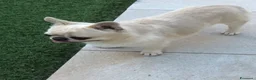 Chihuahua cani in vendita: Chihuahua maschietto  - Annuncio 12