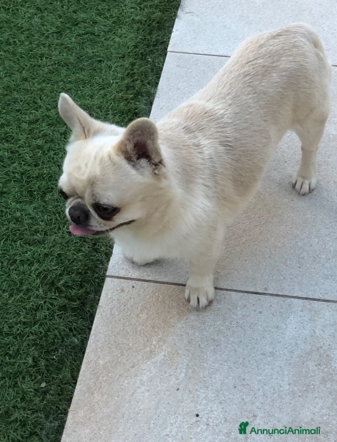 Chihuahua cani in vendita: Chihuahua maschietto  - Annuncio 2