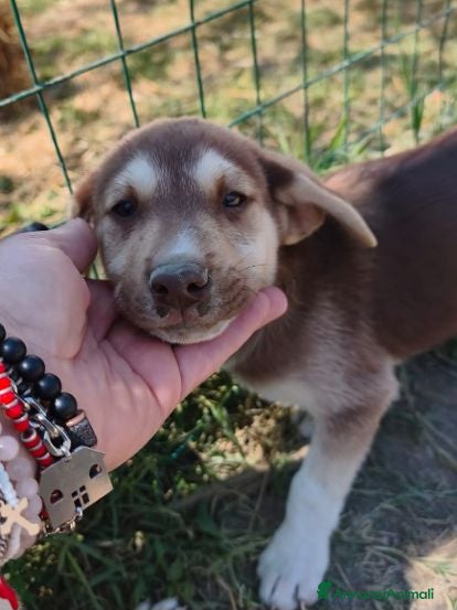 Meticcio cani LEO cucciolo meraviglioso tg contenuta - Annuncio 31