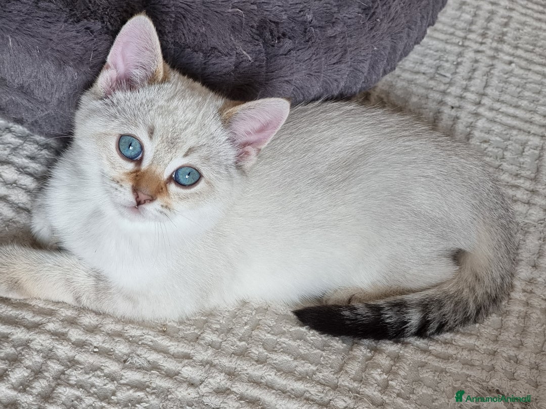 Bengala gatti in vendita: Incrocio Scottish/Bengala  - Annuncio 9