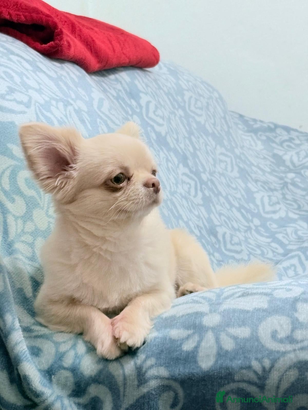 Chihuahua cani Accoppiamento  - Annuncio 35