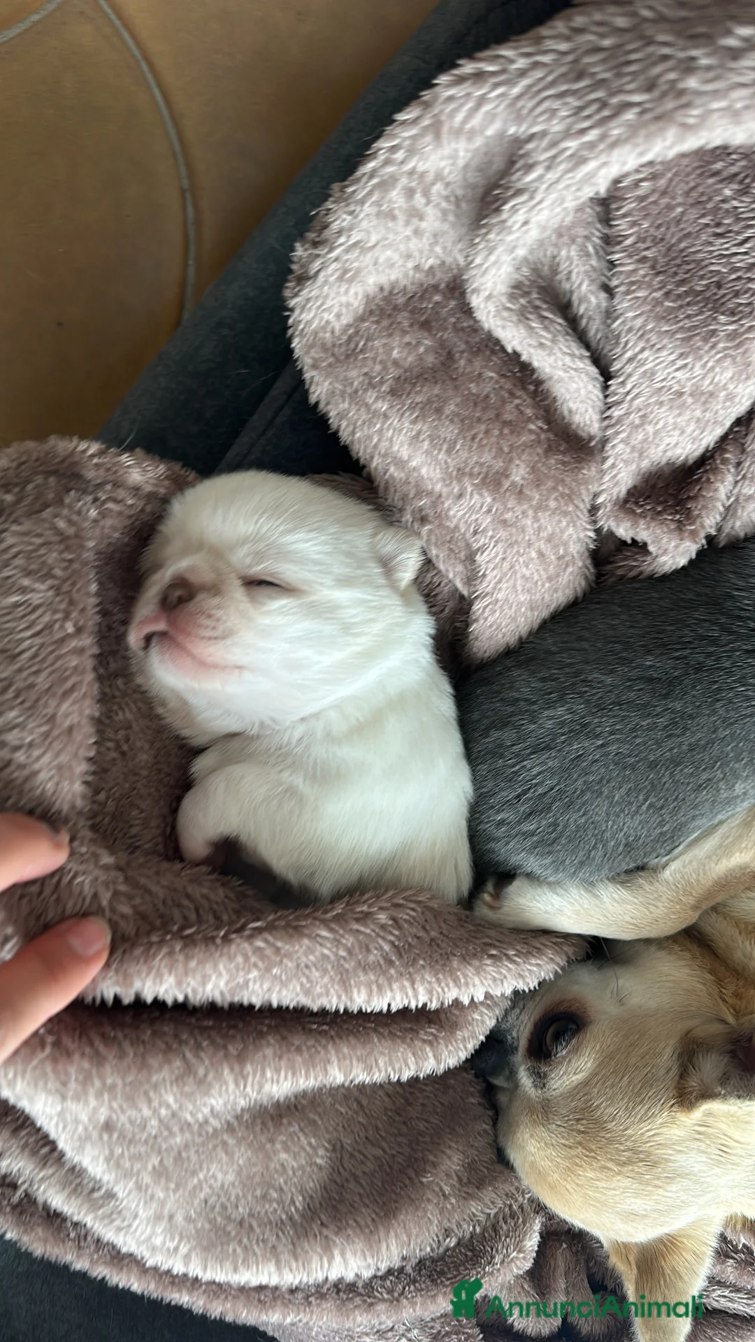 Chihuahua cani in vendita: cuccioli chihuahua - Annuncio 2