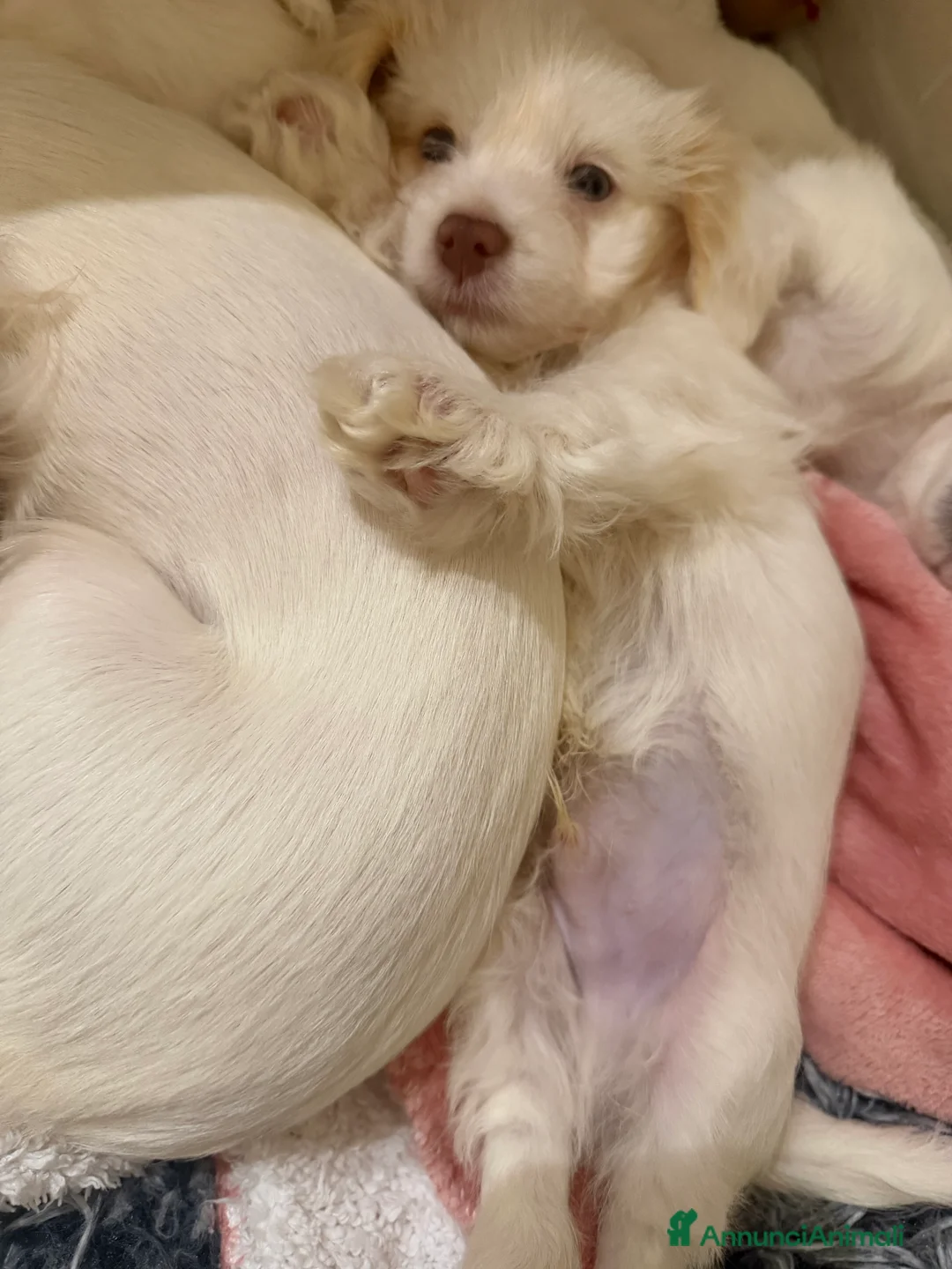 Meticcio cani in vendita: Ciao a tutti  - Annuncio 9