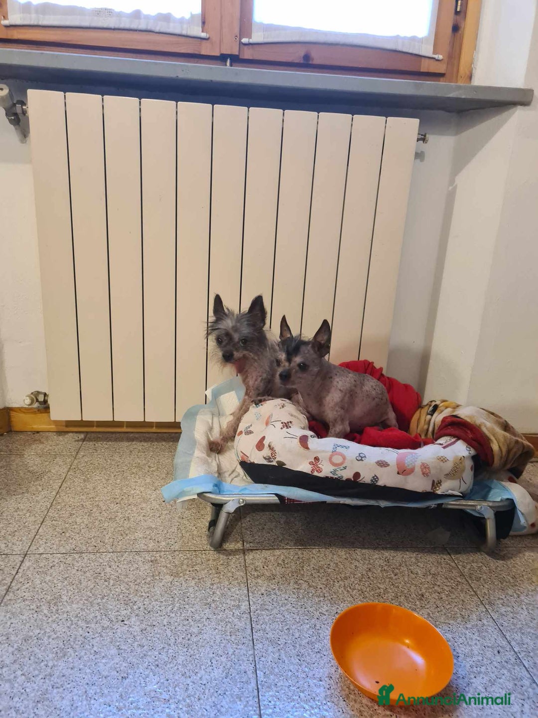 Altre razze cani in regalo: LAMPONE & MIRTILLO, mini CANI NUDI CINESI fifoni! a Città Metropolitana di Firenze - Immagine 5