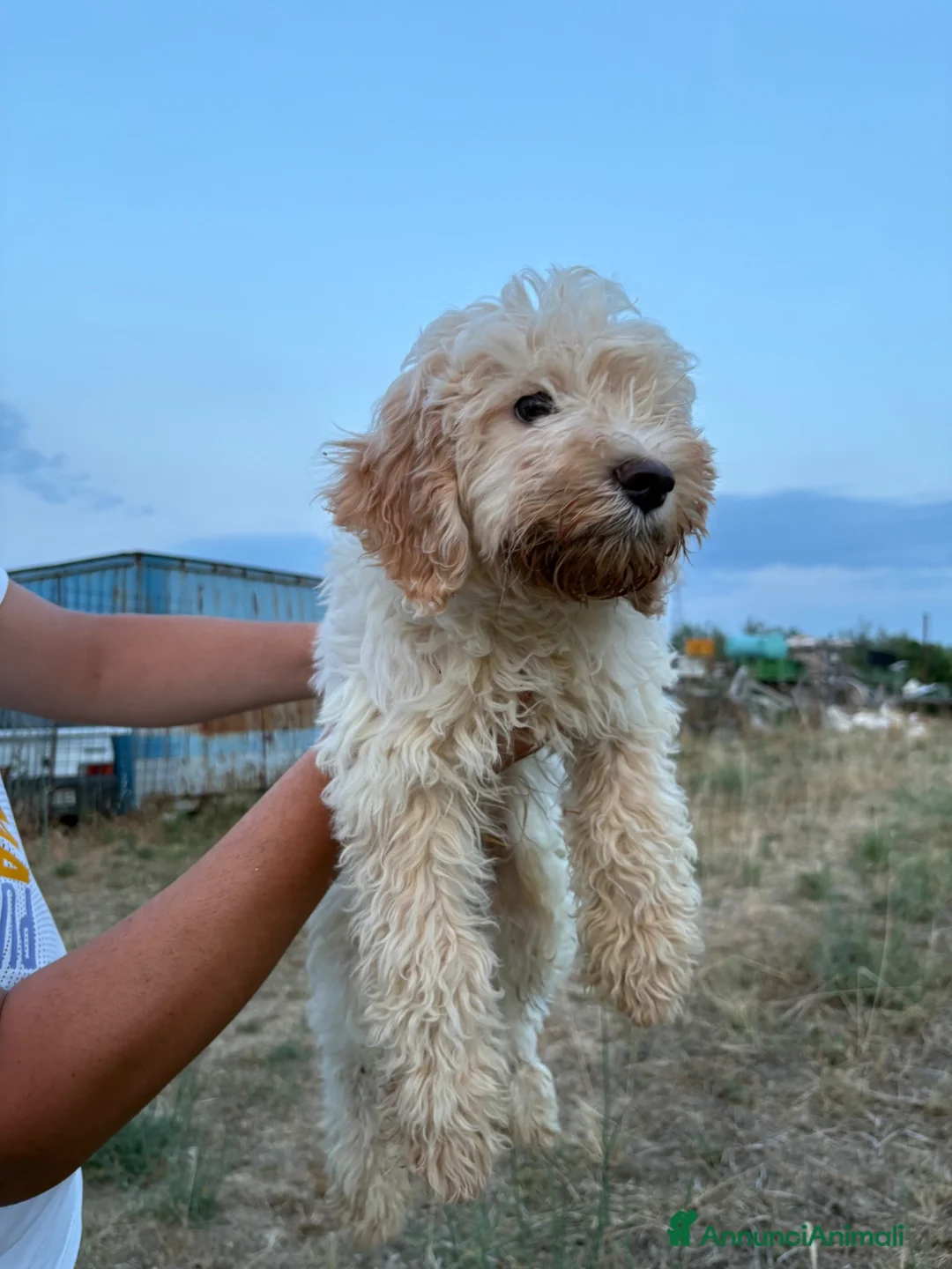 Lagotto cani in vendita: Lagotto  - Annuncio 1