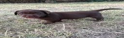 Labrador cani in vendita: Cucciole Labrador chocolate  - Annuncio 4