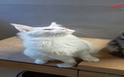 Maine Coon gatti per accoppiamento: Maine Coon per accoppiamento con pedigree - Immagine 3