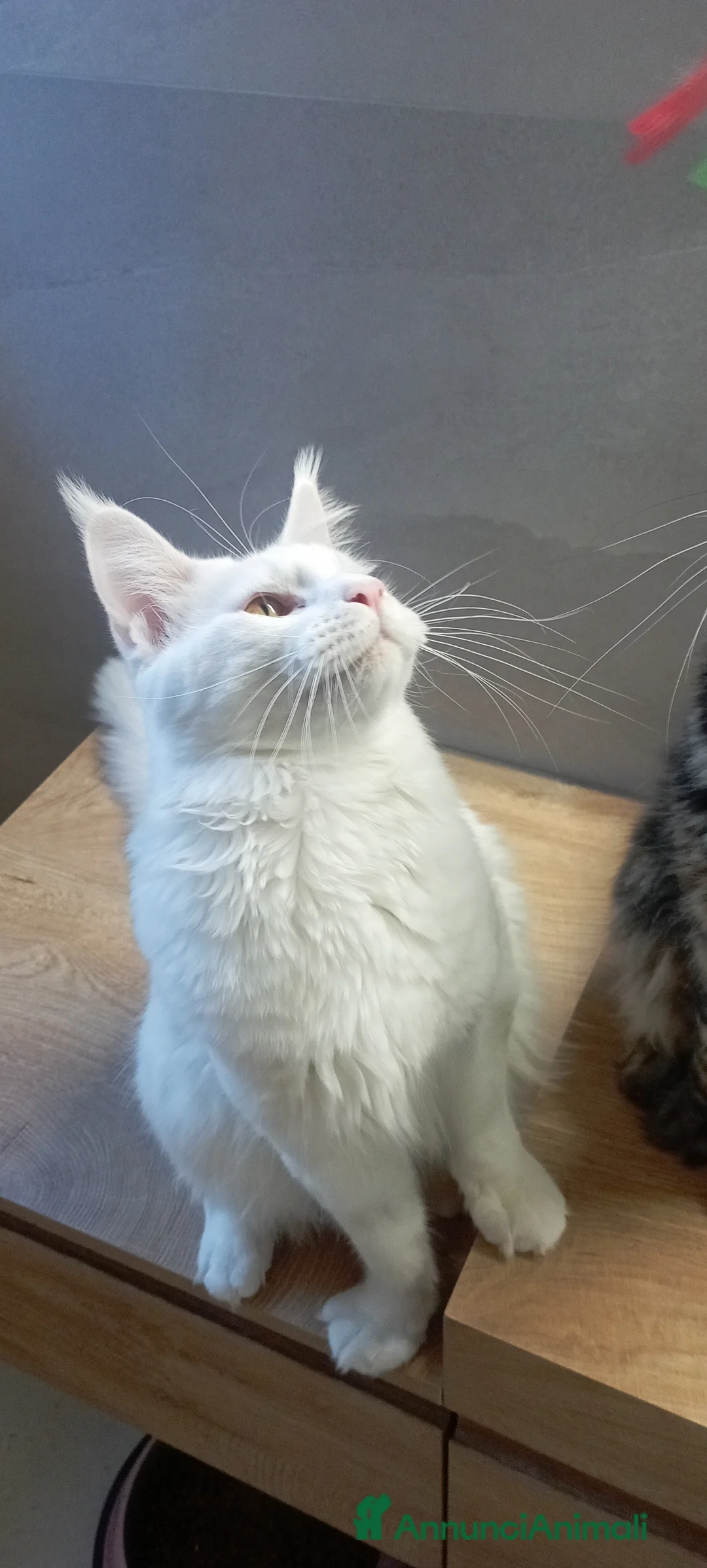 Maine Coon gatti per accoppiamento: Maine Coon per accoppiamento con pedigree - Annuncio 3