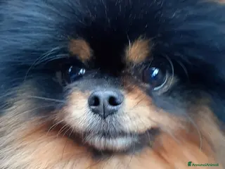 Spitz cani Disponibile per la monta / accoppiamento - Annuncio 8