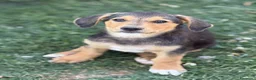 Meticcio cani in regalo: 3 simpaticissimi cuccioli dalle lunghe orecchie! - Annuncio 6