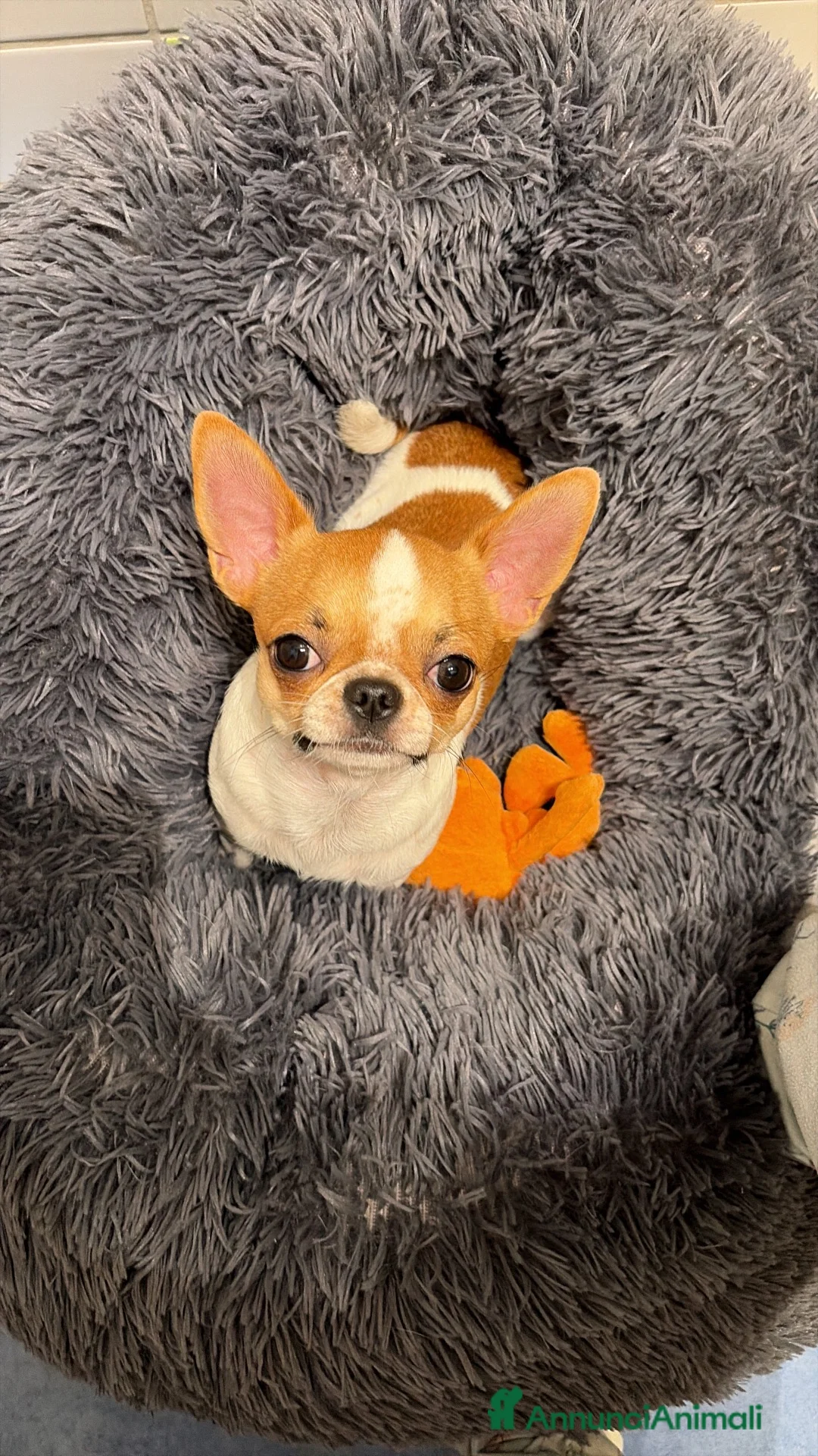 Chihuahua cani per accoppiamento: Chiwawa da riproduzione  - Annuncio 5