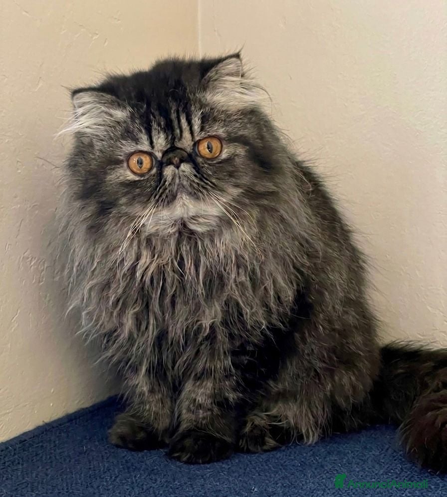 Persiano gatti Cuccioli di Persiano - Annuncio 1