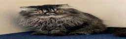 Persiano gatti in vendita: Cuccioli di Persiano - Annuncio 1