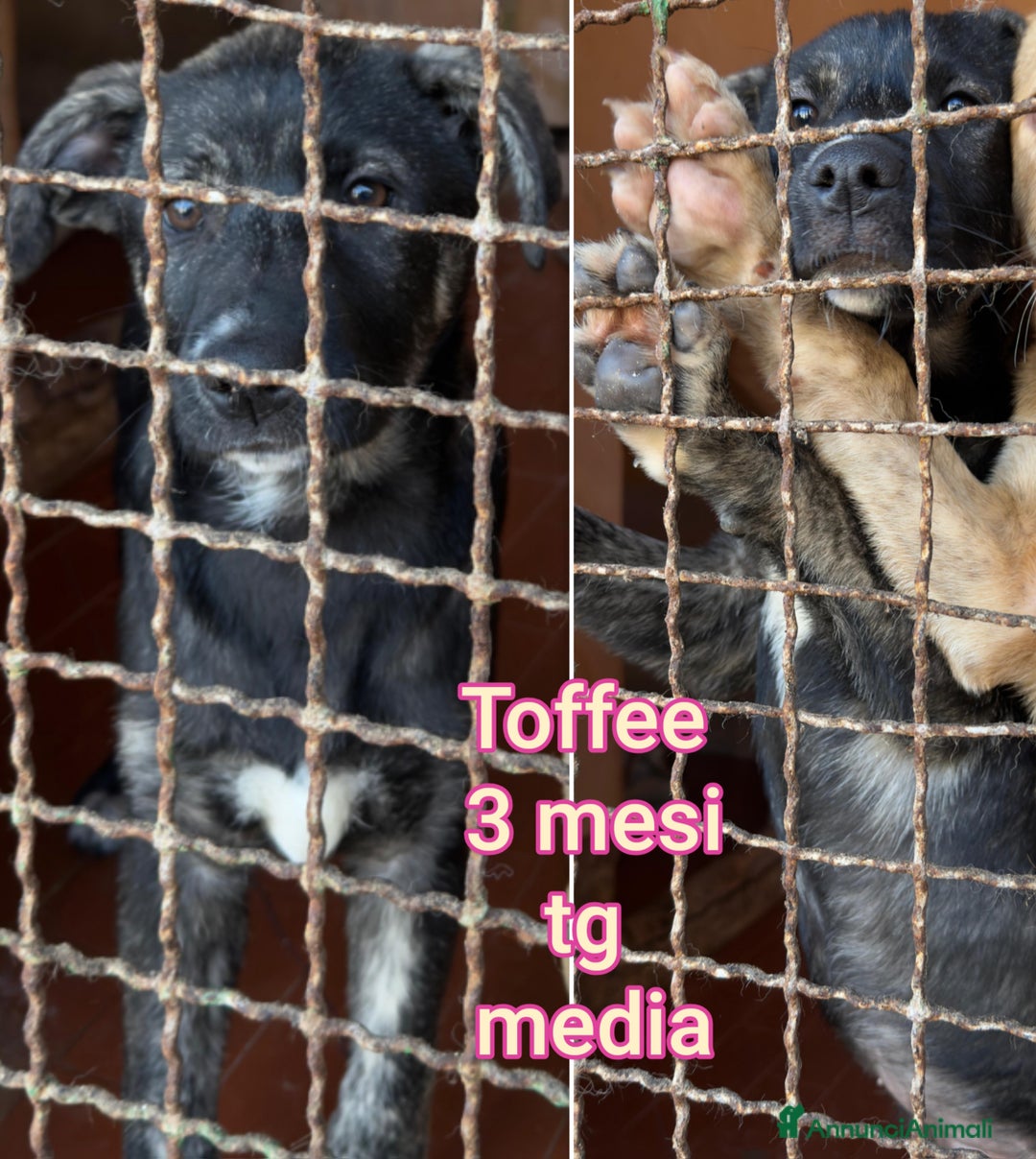 Meticcio cani in regalo: CUCCIOLI,  URGENTE: TEMPO SCADUTO! - Annuncio 12