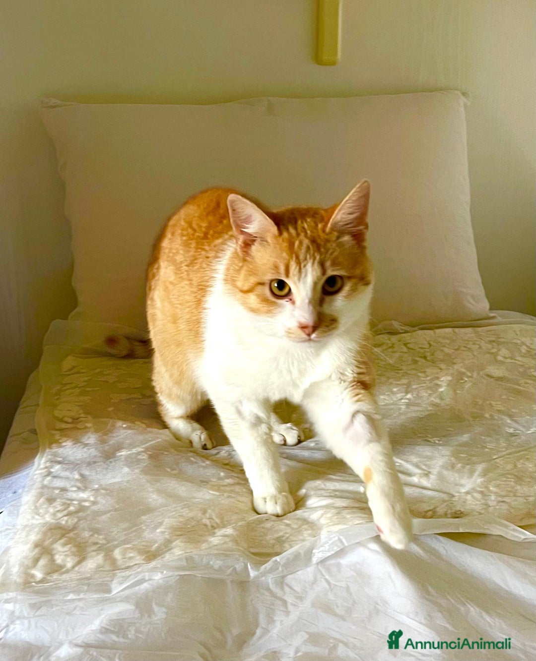 Europeo gatti in regalo: Simply Red a Città metropolitana di Milano - Annuncio 4