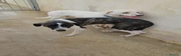 Meticcio cani in regalo: Kira: dolcissima, cessione di proprietà  - Annuncio 11