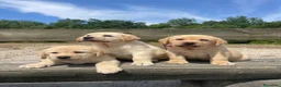 Labrador cani in vendita: Cuccioli labrador gialli - Annuncio 8
