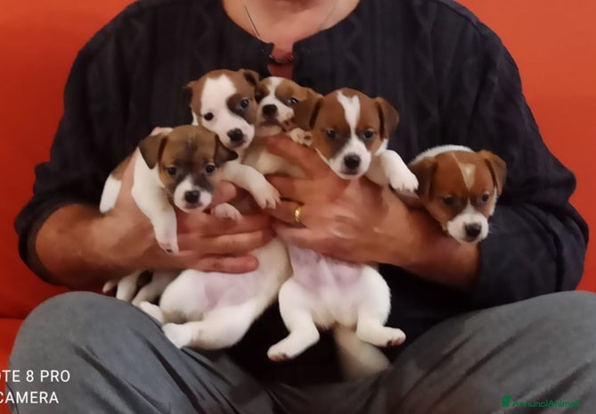 Jack Russell cani - Annuncio 2