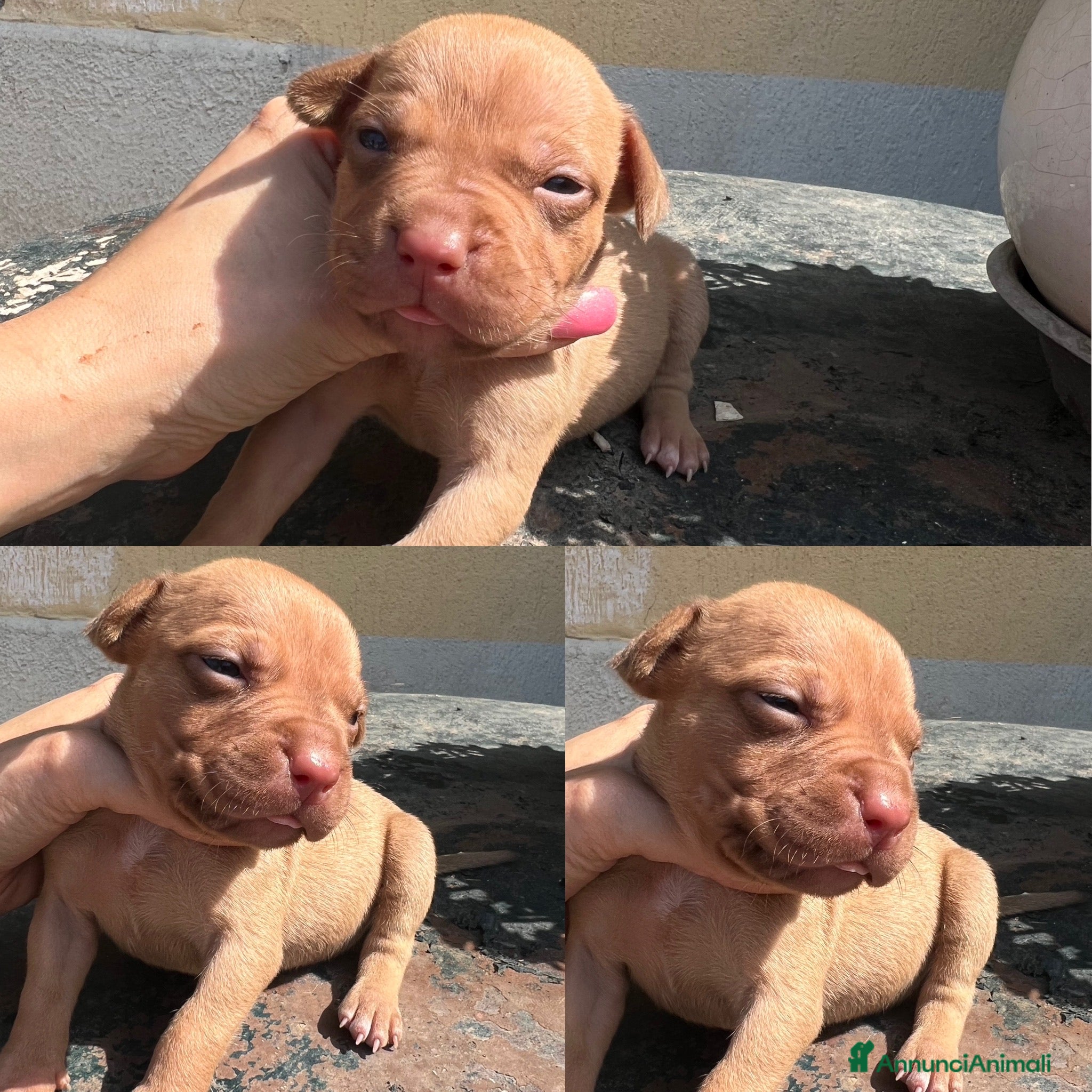 Pitbull cani in vendita: Ultime femmine Pitbull ukc  - Annuncio 8