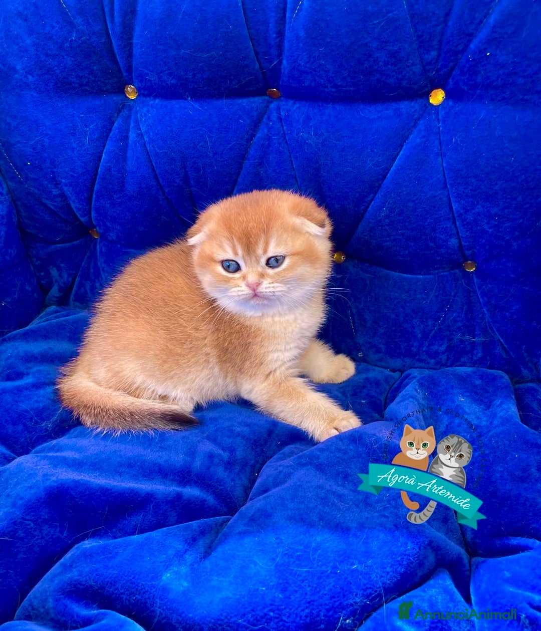 Scottish gatti in vendita: Scottish Fold Enfi Cuccioli Disponibili - Immagine 1