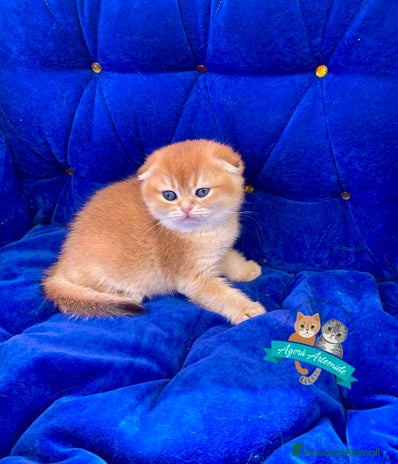 Scottish gatti - Annuncio 1