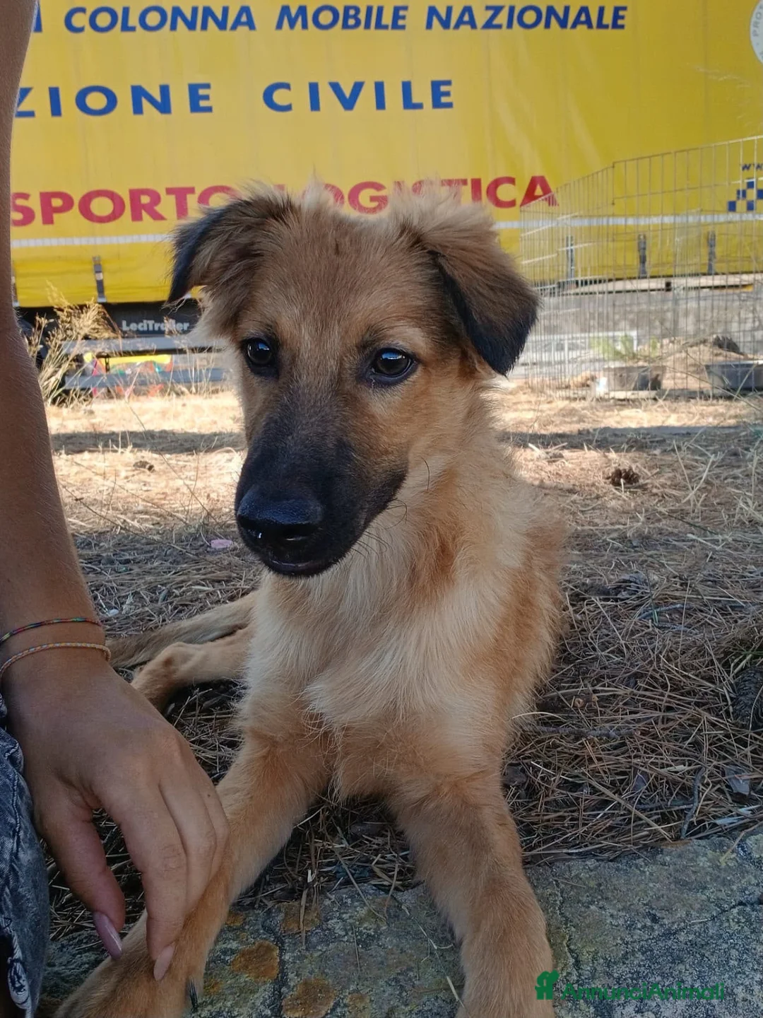 Meticcio cani in regalo: BERGAMOTTO 💙 PRONTO A UNA NUOVA VITA - Annuncio 8