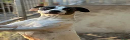 Meticcio cani in regalo: Fiorella: energia pura, bontà infinita  - Annuncio 7