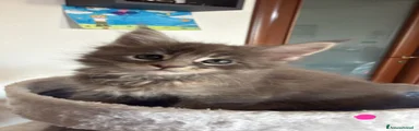 Maine Coon 2