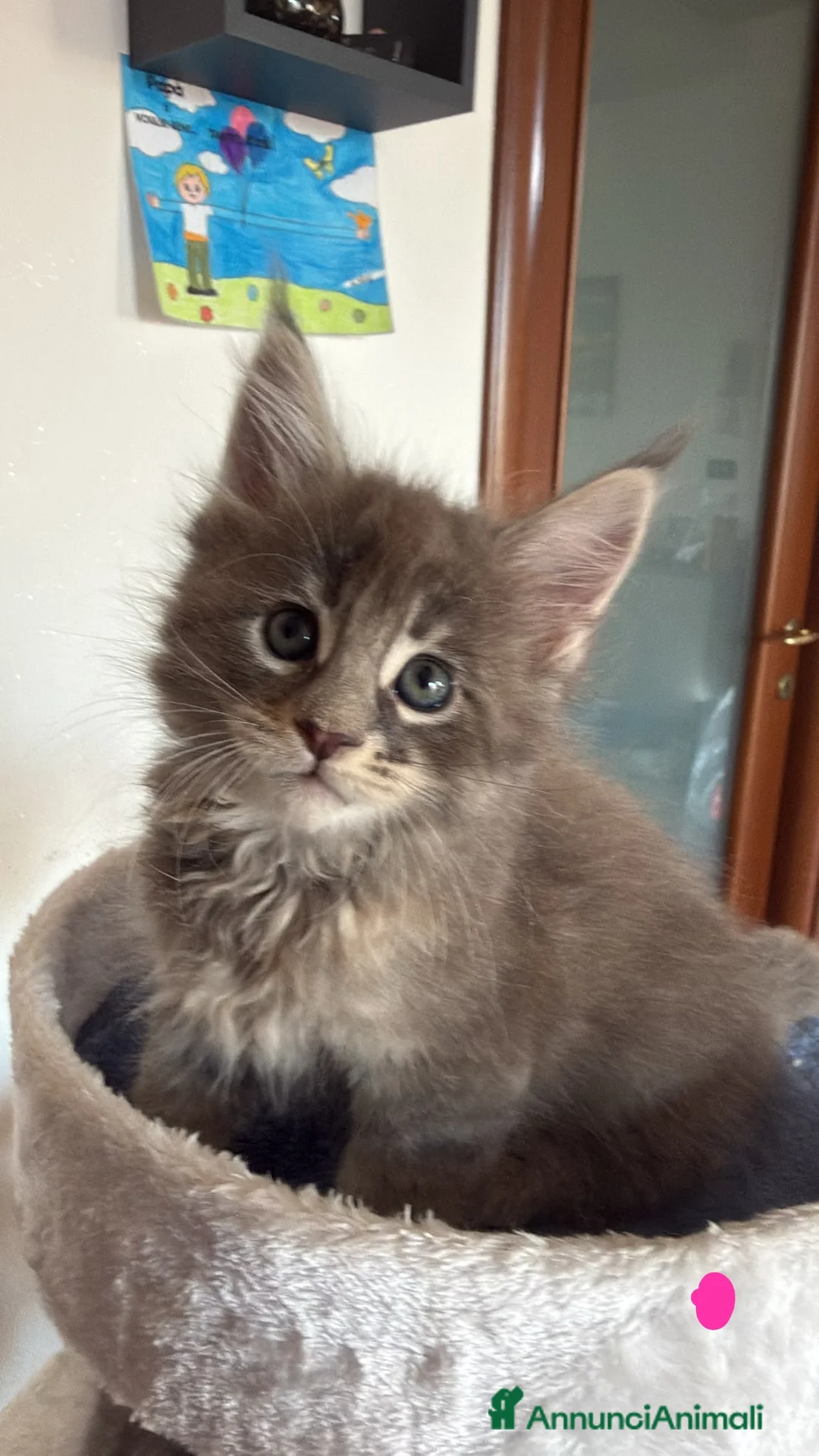 Maine Coon gatti in vendita: Splendide cucciole di Maine Coon - Annuncio 2