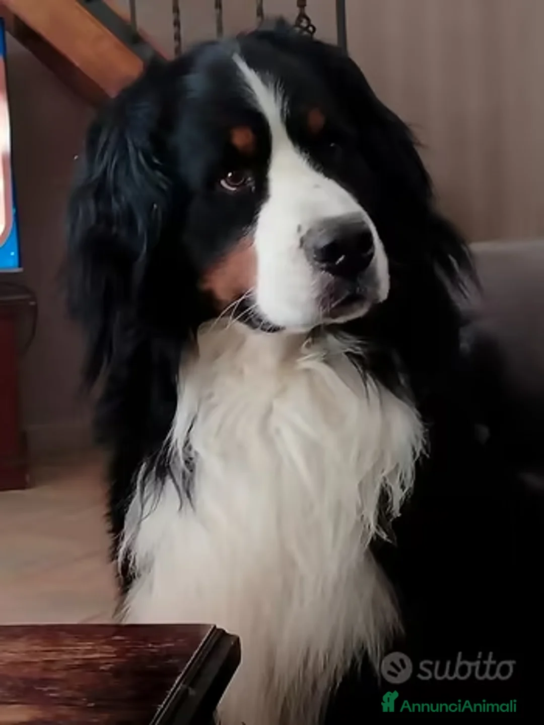 Bovaro del Bernese cani per accoppiamento: Ciao sono Aron - Annuncio 1