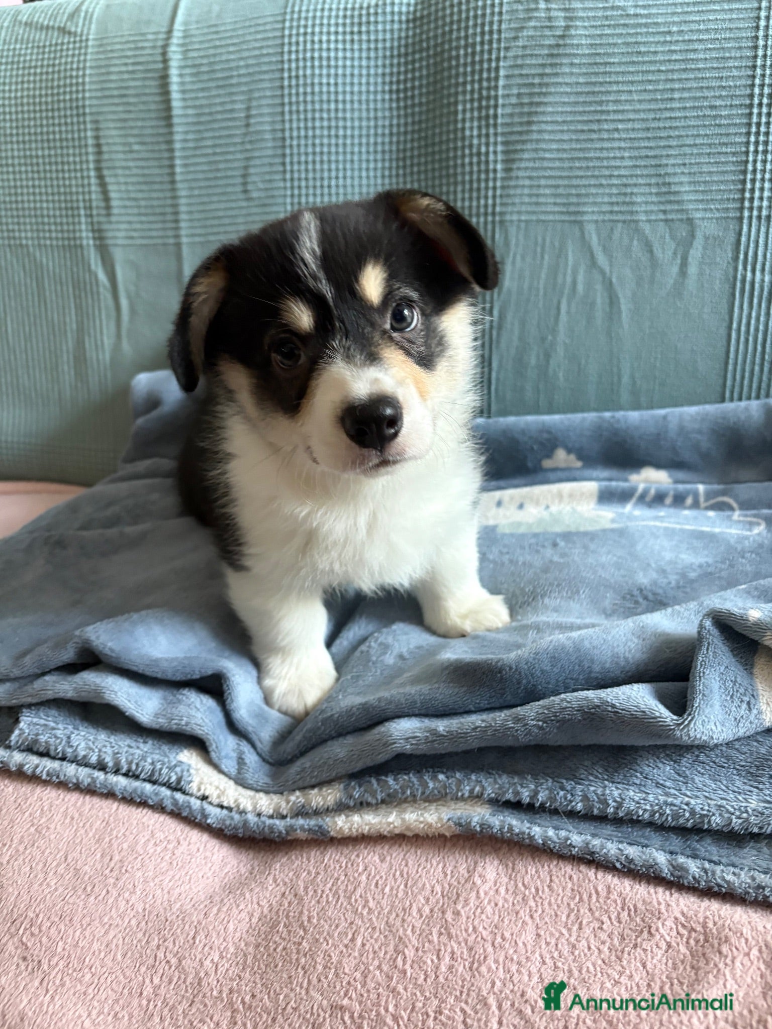 Corgi Pembroke cani Cucciolo Welsh Corgi Pembroke - Annuncio 1
