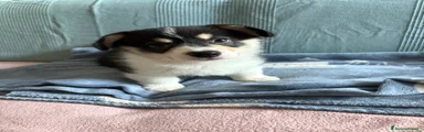 Corgi Pembroke 1