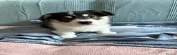 Corgi Pembroke cani in vendita: Cucciolo Welsh Corgi Pembroke - Annuncio 1