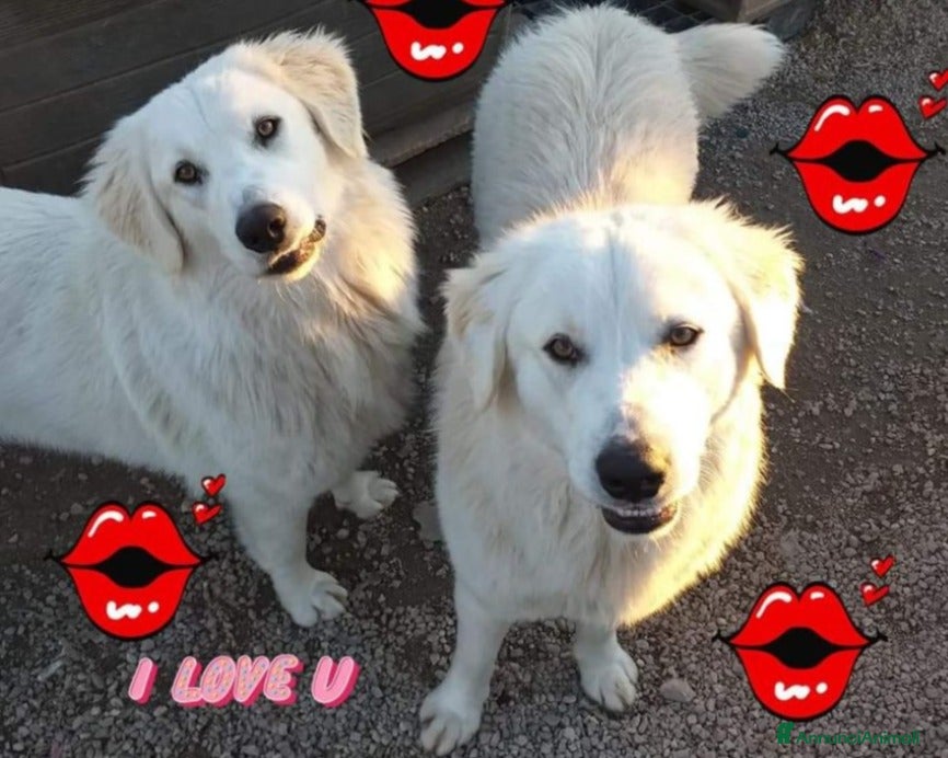 Meticcio cani Mix Labrador 2anni aspettano da cuccioli NAPOLI a Milano - Annuncio 24