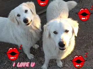 Meticcio cani Mix Labrador 2anni aspettano da cuccioli NAPOLI a Milano - Annuncio 24