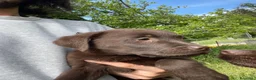 Labrador cani in vendita: LABRADOR CIOCCOLATO CON PEDEGREE a Provincia di Brescia - Annuncio 6