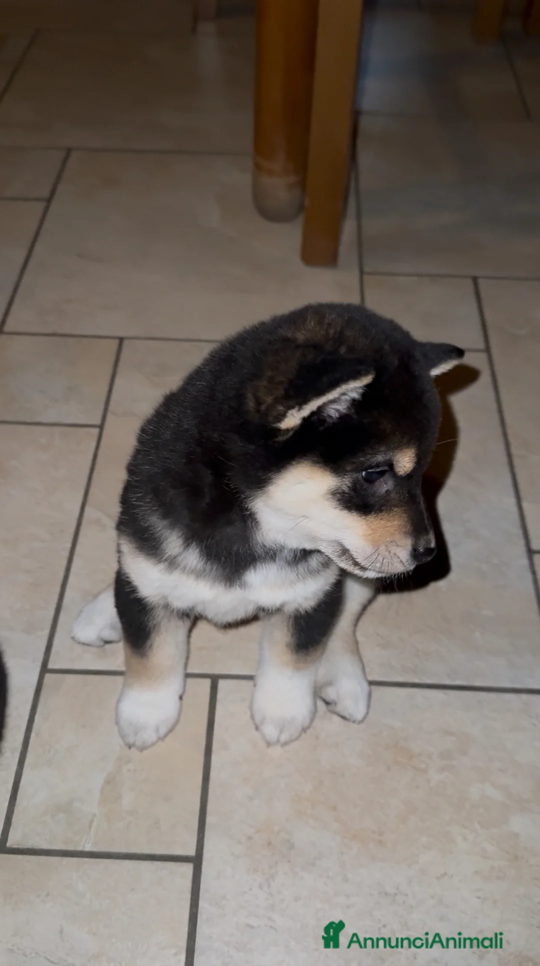 Shiba Inu cani in vendita: Cuccioli Shiba Inu black and tan a Città metropolitana di Palermo - Annuncio 7