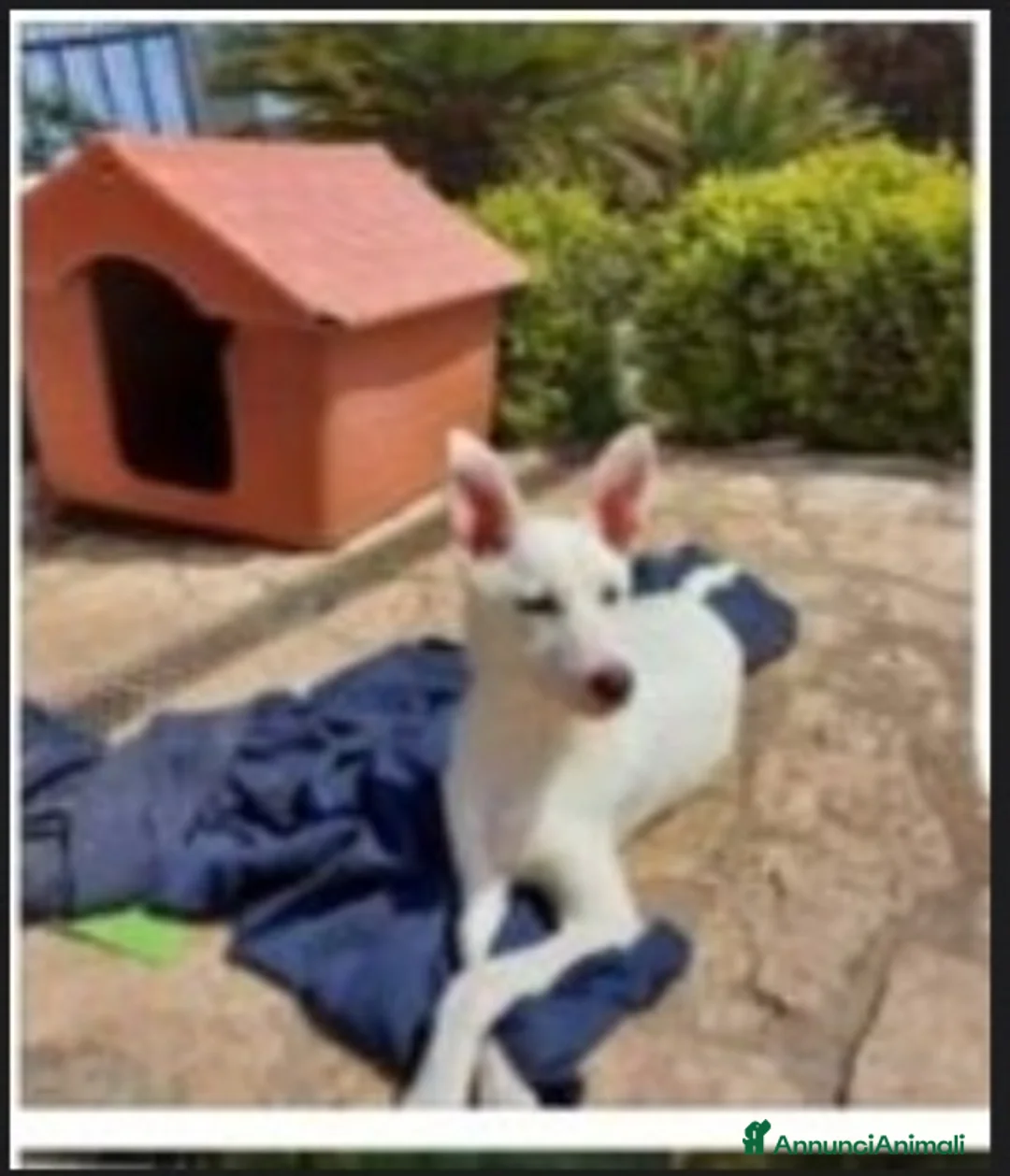 Meticcio cani in regalo: Roy 18mesi,bianco,invisibile, SALERNO SOS CASA a Città metropolitana di Milano - Annuncio 2